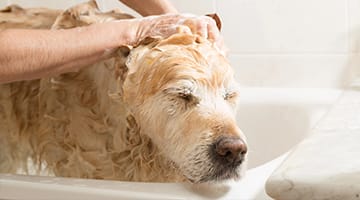 Venice FL Pet Services.